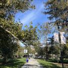 A picture of the UC Davis campus